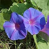 アサガオ（イポメア）：宿根朝顔オーシャンブルー3.5号ポット2株セット[つる性] ノーブランド品