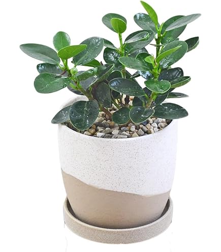Amazon｜パンダガジュマル 斑入り 接木株｜観葉植物 オンライン通販