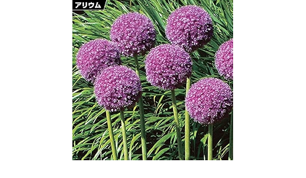 激安通販ショッピング アリウム ギガンチューム 3片 大輪 球根 秋植え球根 Stevenbrooke Com