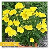 黄花 昼咲き月見草 9cmポット 2苗