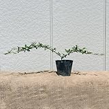 コトネアスター・レペンス 10ポットセット