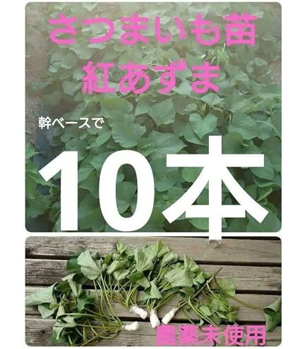 苗 はるか切り苗 200本 茨城県産 サツマイモ さつまいも苗 家庭農園