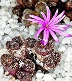 217.コノフィツム・Rubrolineatum 種子10粒+α (Conophytum Rubrolineatum ) [並行輸入品]