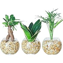 Amazon｜東京寿園 観葉植物 3点セット ハイドロカルチャー 本物 ミニ