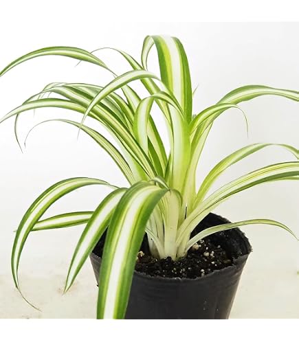 Amazon｜《一時非表示》（観葉植物）オリヅルラン 吊り鉢タイプ 5～6