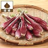 ハイブリッドラッキョウ（赤らっきょう）越のレッド　20球入り[ＰＶＰ　菜園用種球根] ノーブランド品