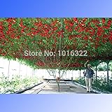 1 Pack, 50 seeds / pack, Perennial Tomato Giant Trees, Outdoor Greenhouse Available, Heirloom Tomato