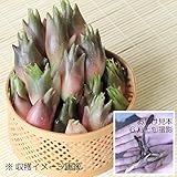 山菜苗:晩生ミョウガ(秋茗荷) 素掘り苗20株【紫桜館山の花屋】