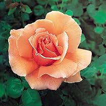 613nhXQ5NTL._AC_UL210_SR210,