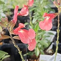 613nkkBdduL._AC_UL210_SR210,