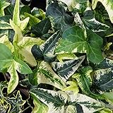 ヘデラ：バタフライ3号ポット 3株セット ノーブランド品