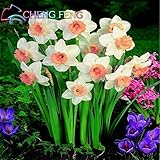 100pcs Bonsai Seeds of Aquatic Plants Double Petals Pink Daffodils Seed Narcissus seeds for Home Gar