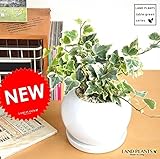 LAND PLANTS アイビー 白色丸型陶器鉢