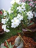 Thai Desert Rose White Adenium obesum Apocynaceae 10 Seeds ThailandMrk