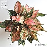 LAND PLANTS 【観葉植物】 アグラオネマ・バレンタイン