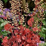 【宿根草】ヒューケラ「ルート・ビール」5号(15cm) ポット