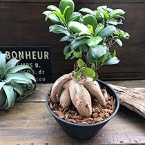 Amazon｜大サイズ ガジュマル 立派 7号浅鉢 精霊が宿る木 観葉植物 