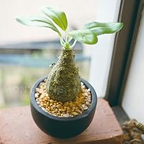 Amazon｜フェイクグリーン コーデックスS CT触媒 人工観葉植物 抗菌 消