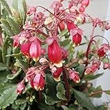 カランコエ・ウェンディ4号鉢植え[枝垂れるタイプ・ベル型の花もかわいい！] ノーブランド品