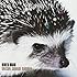 UNISON SQUARE GARDEN「CIDER ROAD(通常盤)」