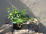 アイビー グリーンスター 5本