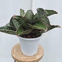 613uv8XHJfL._AC_UL210_SR210,