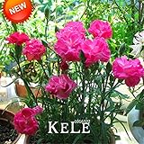 Rare Black Carnation Flower seeds Dianthus Bonsai Flower Plants for home & garden 200 Pieces / lot,#
