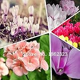 Sowbread、場所の花の種子、シクラメンの種子、多色optional.100pcs家庭菜園用のMIXED花の種