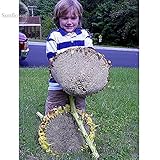 GIANTタイタンひまわり24インチヘッズ、15種、15から18トールフォート/世界最大のTS238Tの一つ