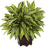 Tradescantia with Wooden Hexagon Planter