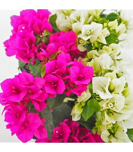 Amazon｜ブーゲンビリア 鉢植え 斑入り｜観葉植物 オンライン通販