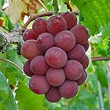 葡萄(ぶどう)苗木　ゴルビー