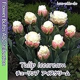 ◇【オランダからの花便り】春を彩る「チューリップ・アイスクリーム」2球【球根】