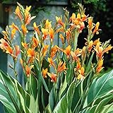 国華園　春植え球根 カンナ シュトゥットガルト 2球【※発送が国華園からの場合のみ正規品です】