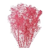大地農園 プリザーブドフラワー ソフトミニカスミ草(22g入り) ワイン DO00010-480