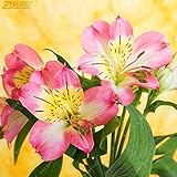 100Pcs / Bag希少な様々な色の中国のAlstroemeriaの種盆栽の花の種の庭の装飾プラントのホーム