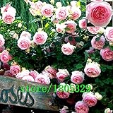 Flowers seed for garden Climbing Rose 50pcs floer GREAT PROMOTION Plants planters Bonsai n
