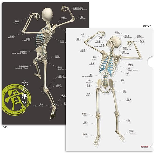 筋次郎の筋 クリアファイル (解剖学クリアファイル) | 「筋肉のこと