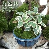(観葉)苔盆栽 斑入りヤブコウジ 鉢おまかせ(1鉢) 本州・四国限定[生体]
