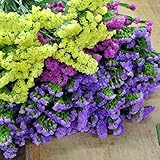 ほんまもん屋 スターチス 30本