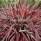 50pcs BOSTON grass Seeds 100% Original Japanese mixed Seeds Green Grass Seed for Garden Decoration A
