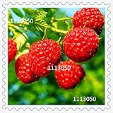 100種子/パック、バルコニーパティオ鉢植え果樹植え種子、ラズベリー種子