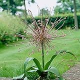 国華園　秋植え球根 アリウム シューベルティ（大輪） 9球【※発送が国華園からの場合のみ正規品です】