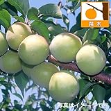 ウメ（梅）：藤五郎4号ポット[梅酒・梅干し兼用の晩生種 受粉樹にも適す　苗木]