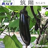 なす 苗 筑陽 ちくよう 茄子 (接ぎ木苗)