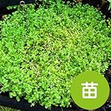 コルシカ ミント 【苗】 ９ ｃｍ ポット ＜当店は 苗 種 鉢 培養土 ニーム の専門店＞