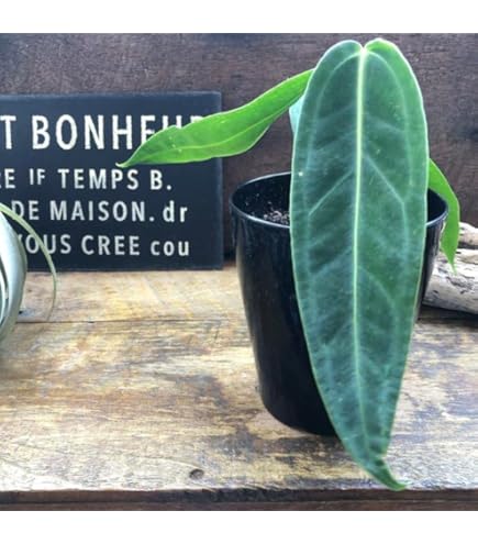 Amazon｜アンスリウム ワロクアーナム 4.5号 アーバンジャングル