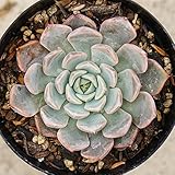 ピンクザラゴーサ 7.5cmポット エケベリア Echeveria pink zaragoza 希少 福岡県産 多肉植物 多肉 観葉植物 インテリアグリーン 寄せ植えに