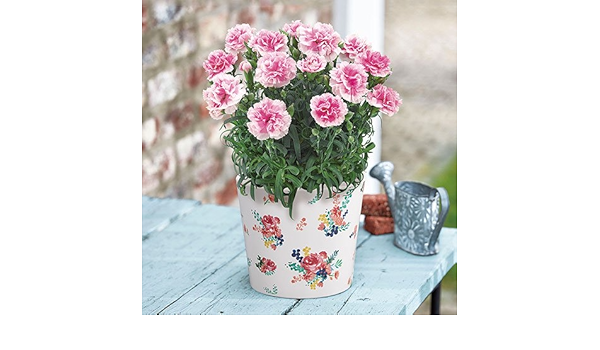 Amazon 母の日 カーネーション フィナンシェ 日比谷花壇 観葉植物 オンライン通販