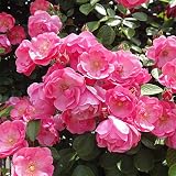 つるバラ：アンジェラ大苗[小中輪八重カップの超多花種 四季咲き～返り咲き] ノーブランド品